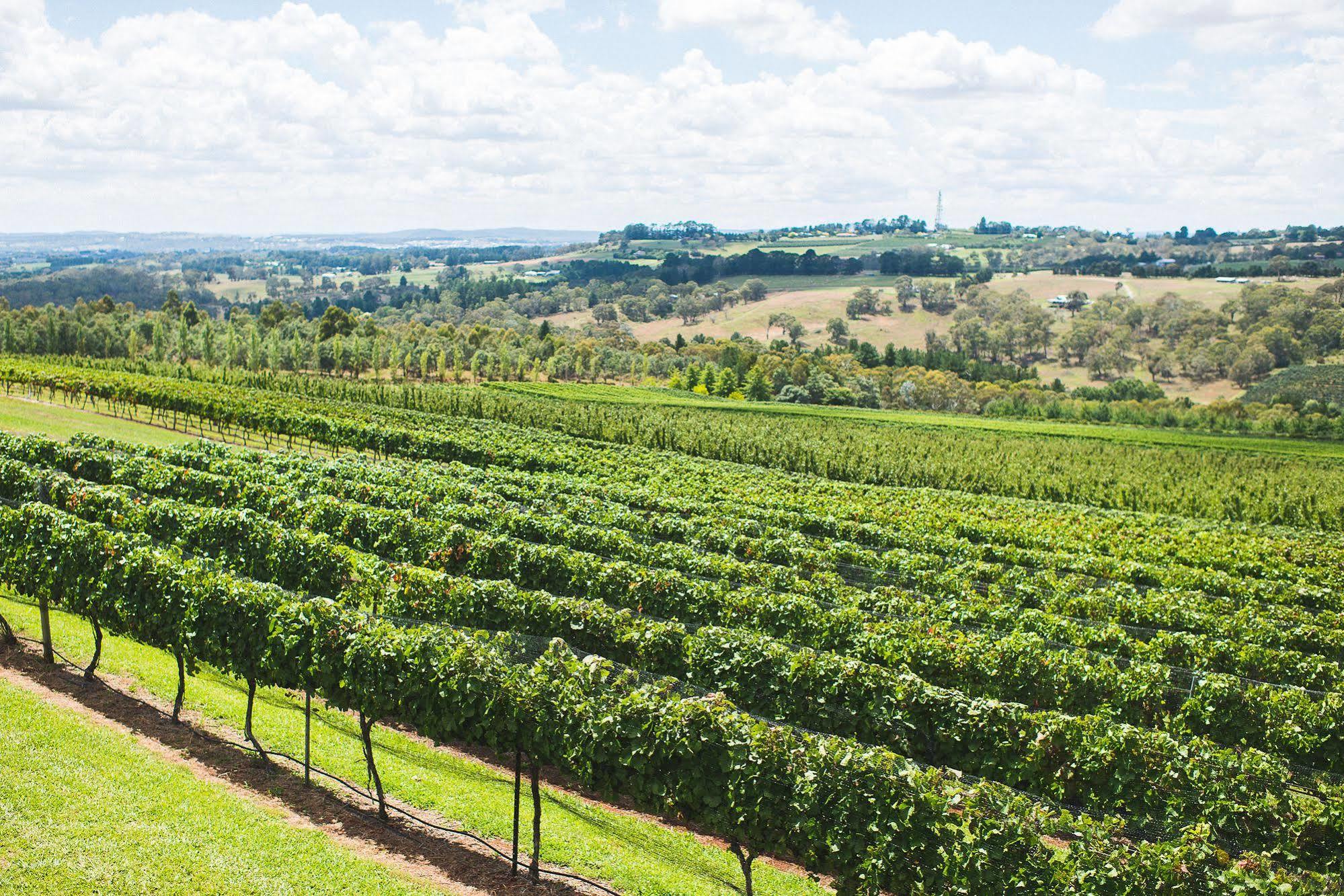 Borrodell Vineyard Hotell Orange Exteriör bild